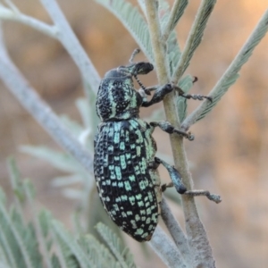 Chrysolopus spectabilis at Paddys River, ACT - 7 Mar 2017