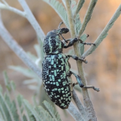 Chrysolopus spectabilis (Botany Bay Weevil) at Paddys River, ACT - 7 Mar 2017 by MichaelBedingfield