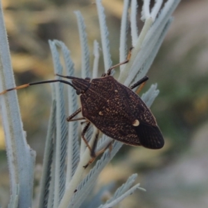 Poecilometis strigatus at Paddys River, ACT - 7 Mar 2017