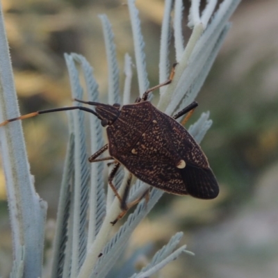 Poecilometis strigatus (Gum Tree Shield Bug) at Paddys River, ACT - 7 Mar 2017 by michaelb