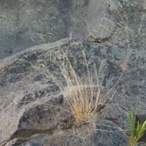 Lachnagrostis filiformis at Paddys River, ACT - 7 Mar 2017