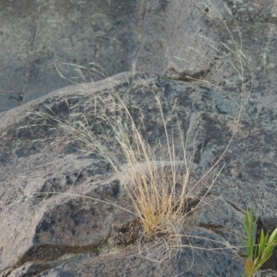 Lachnagrostis filiformis (Blown Grass) at Paddys River, ACT - 7 Mar 2017 by michaelb