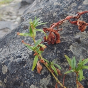 Persicaria prostrata at Paddys River, ACT - 7 Mar 2017