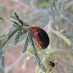 Dicranosterna immaculata (Acacia leaf beetle) at Point Hut to Tharwa - 7 Mar 2017 by MichaelBedingfield