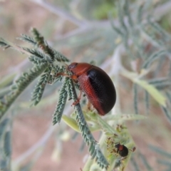 Dicranosterna immaculata (Acacia leaf beetle) at Point Hut to Tharwa - 6 Mar 2017 by michaelb