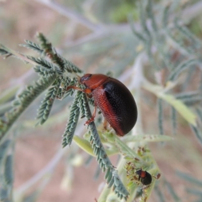 Dicranosterna immaculata (Acacia leaf beetle) at Point Hut to Tharwa - 7 Mar 2017 by MichaelBedingfield