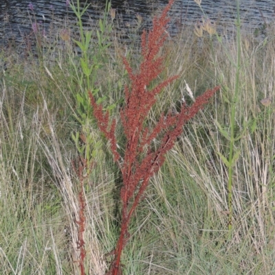 Rumex crispus (Curled Dock) at Point Hut to Tharwa - 7 Mar 2017 by MichaelBedingfield