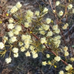 Acacia genistifolia (Early Wattle) at O'Malley, ACT - 22 Jul 2017 by Mike