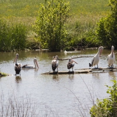 Pelecanus conspicillatus (Australian Pelican) at Fyshwick, ACT - 21 Nov 2015 by Alison Milton