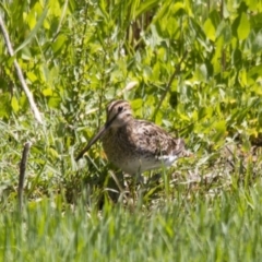 Gallinago hardwickii (Latham's Snipe) at Jerrabomberra Wetlands - 21 Nov 2015 by Alison Milton