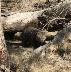 Vombatus ursinus (Bare-nosed Wombat) at Bungendore, NSW - 22 Jul 2017 by yellowboxwoodland