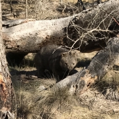 Vombatus ursinus (Common wombat, Bare-nosed Wombat) at Bungendore, NSW - 22 Jul 2017 by yellowboxwoodland