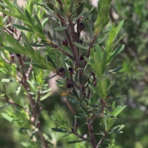 Gaudium brevipes at Gundaroo, NSW - 19 Nov 2016 11:30 AM