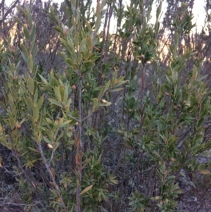 Styphelia triflora at Wamboin, NSW - 22 Jul 2017