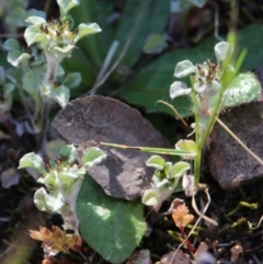 Stuartina muelleri (Spoon Cudweed) at MTR591 at Gundaroo - 15 Oct 2016 by MaartjeSevenster