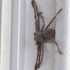 Isopeda sp. (genus) (Huntsman Spider) at Higgins, ACT - 30 Jan 2017 by Alison Milton