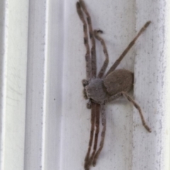 Isopeda sp. (genus) (Huntsman Spider) at Higgins, ACT - 30 Jan 2017 by AlisonMilton