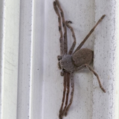 Isopeda sp. (genus) (Huntsman Spider) at Higgins, ACT - 30 Jan 2017 by AlisonMilton