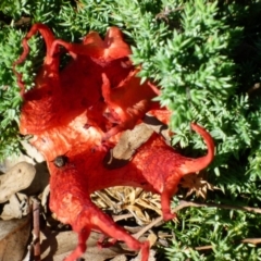 Clathrus archeri (Seastar Stinkhorn) at Belconnen, ACT - 13 Mar 2011 by AlisonMilton