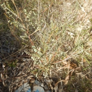 Indigofera adesmiifolia at Garran, ACT - 22 Jul 2017