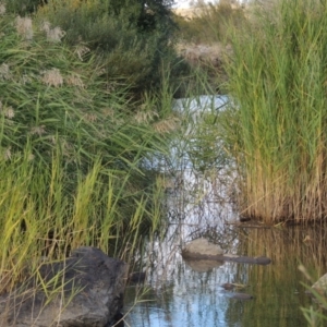 Phragmites australis at Paddys River, ACT - 18 Mar 2017 05:57 PM