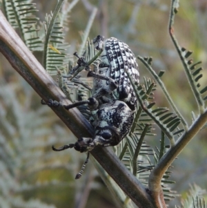 Chrysolopus spectabilis at Paddys River, ACT - 18 Mar 2017