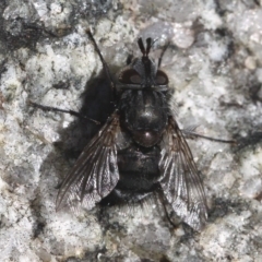 Tachinidae (family) (Unidentified Bristle fly) at Paddys River, ACT - 22 Jul 2017 by HarveyPerkins