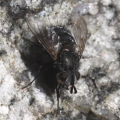 Tachinidae (family) at Paddys River, ACT - 22 Jul 2017