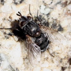 Tachinidae (family) at Paddys River, ACT - 22 Jul 2017 01:59 PM