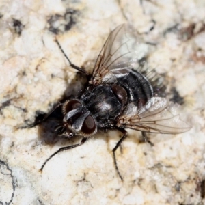 Tachinidae (family) at Paddys River, ACT - 22 Jul 2017