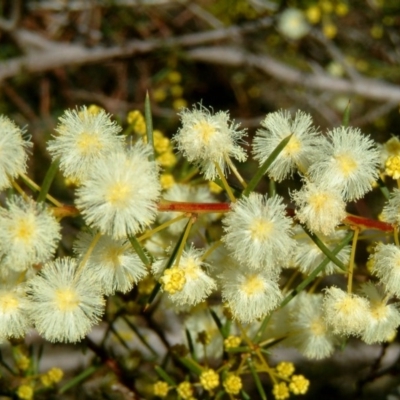 Acacia genistifolia (Early Wattle) at Farrer, ACT - 24 Jun 2017 by julielindner