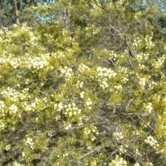 Acacia genistifolia at Farrer, ACT - 24 Jun 2017