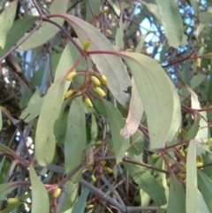 Muellerina eucalyptoides (Creeping Mistletoe) at Symonston, ACT - 29 Jun 2017 by julielindner