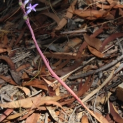 Lobelia dentata/gibbosa (Lobelia dentata or gibbosa) at MTR591 at Gundaroo - 11 Jan 2017 by MaartjeSevenster