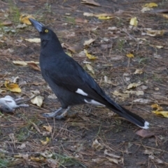 Strepera graculina (Pied Currawong) at Yarralumla, ACT - 28 Apr 2015 by AlisonMilton