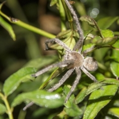 Isopeda (genus) (Huntsman Spider) at Higgins, ACT - 28 Mar 2014 by AlisonMilton