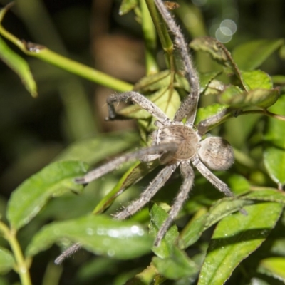 Isopeda sp. (genus) (Huntsman Spider) at Higgins, ACT - 28 Mar 2014 by Alison Milton