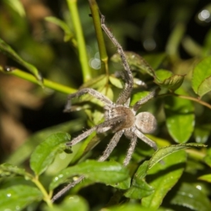 Isopeda (genus) at Higgins, ACT - 28 Mar 2014 08:40 PM