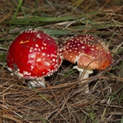 Amanita muscaria (Fly Agaric) at Yarralumla, ACT - 28 Apr 2015 by AlisonMilton