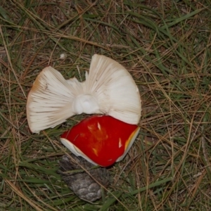 Amanita muscaria at Yarralumla, ACT - 28 Apr 2015