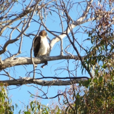 Hieraaetus morphnoides (Little Eagle) at Belconnen, ACT - 23 May 2010 by Alison Milton