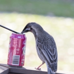 Anthochaera carunculata (Red Wattlebird) at Belconnen, ACT - 18 May 2017 by AlisonMilton