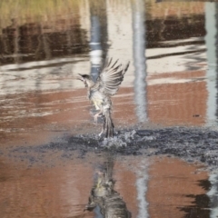 Anthochaera carunculata (Red Wattlebird) at Belconnen, ACT - 18 May 2017 by Alison Milton