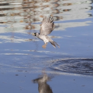 Manorina melanocephala at Belconnen, ACT - 18 May 2017