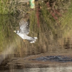 Manorina melanocephala at Belconnen, ACT - 18 May 2017