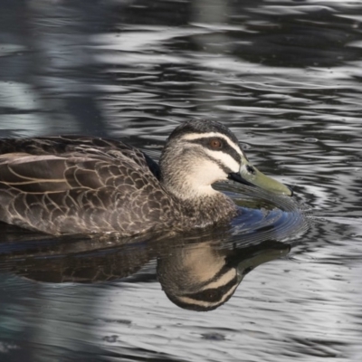 Anas superciliosa (Pacific Black Duck) at Belconnen, ACT - 18 May 2017 by AlisonMilton