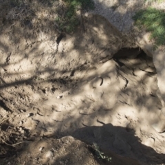 Vombatus ursinus (Bare-nosed Wombat) at Stromlo, ACT - 20 Jul 2017 by AlisonMilton