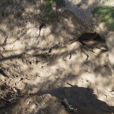 Vombatus ursinus (Bare-nosed Wombat) at Stromlo, ACT - 20 Jul 2017 by AlisonMilton