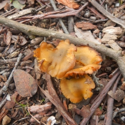 zz agaric (stem; gills not white/cream) at Higgins, ACT - 30 Jul 2016 by AlisonMilton