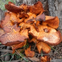 Gymnopilus junonius (Spectacular Rustgill) at Holt, ACT - 30 Jul 2016 by Alison Milton